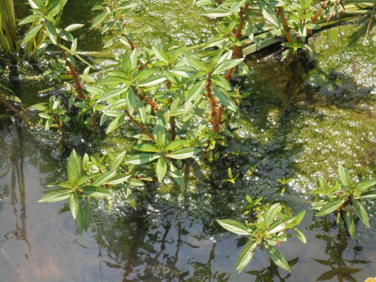Bergia capensis L.